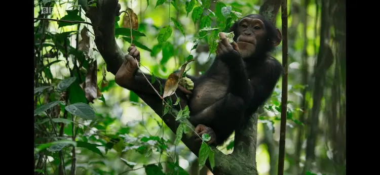 Western chimpanzee (Pan troglodytes verus) as shown in Seven Worlds, One Planet - Africa